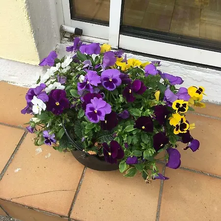Bed & Breakfast Teach Na Coille Midleton