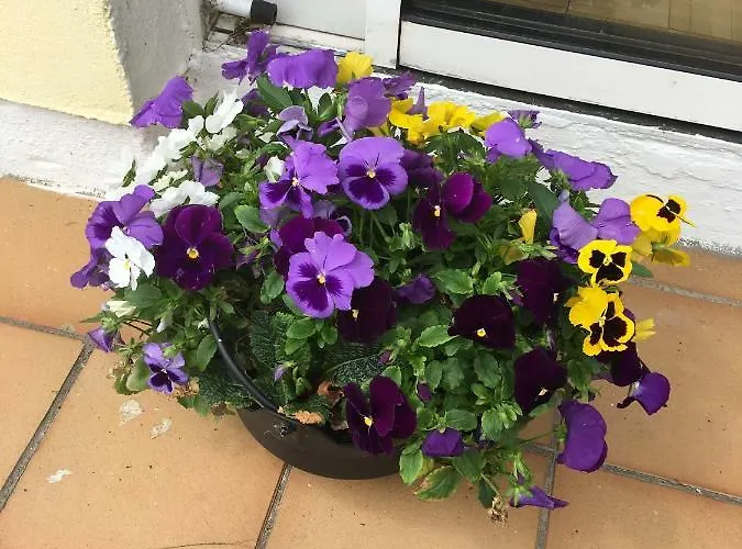 Bed & Breakfast Teach Na Coille Midleton