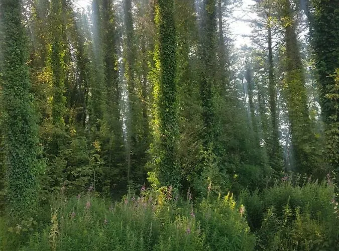 Bed & Breakfast Teach Na Coille *